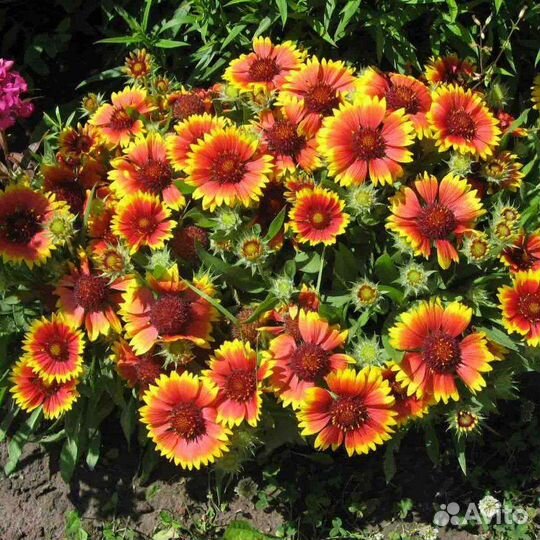 Рассада многолетних цветов, Гайлардия