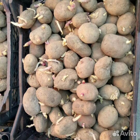 Семенной картофель