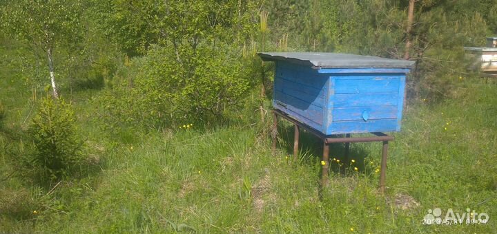 Пчелы и улья