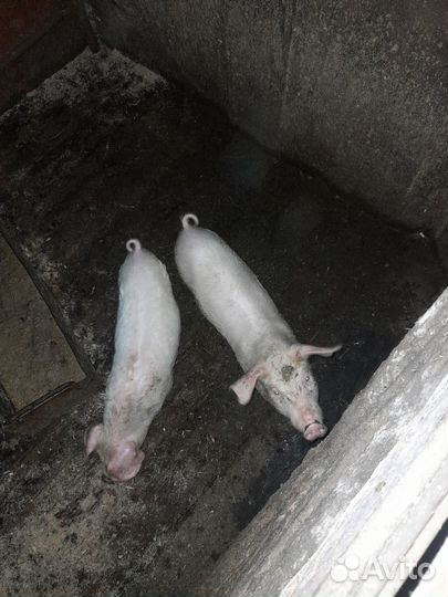 Поросята ландрас