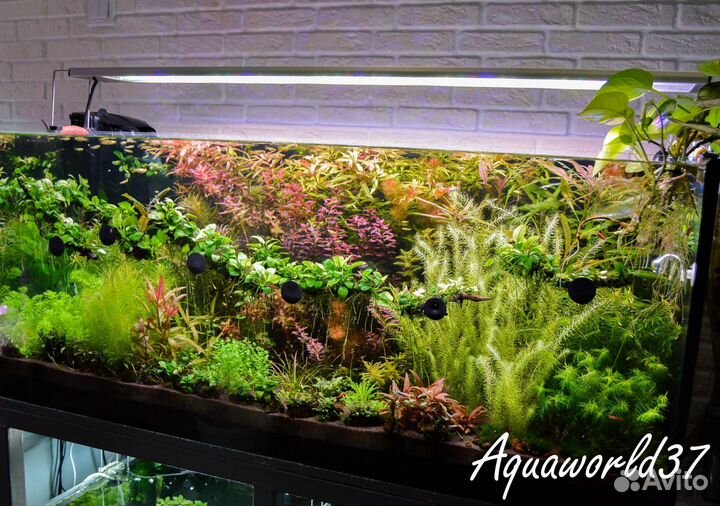 Дизайн, Оформление, Обслуживание Аквариумов