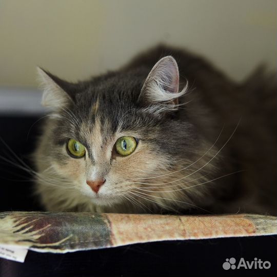 Кошечка Соня