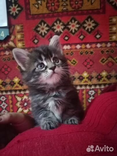 Котята мейн-кун