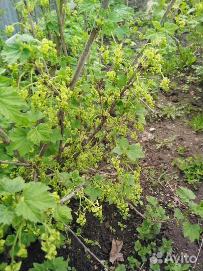 Молодые кусты чёрной смородины