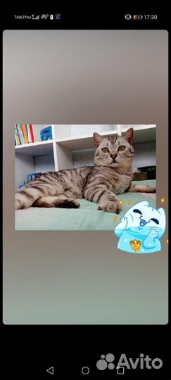 Шотландский кот