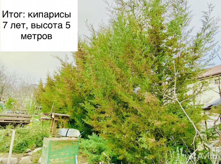 Кипарис крымский