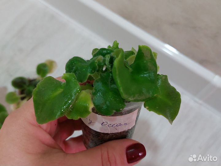 Детки сортовых фиалок