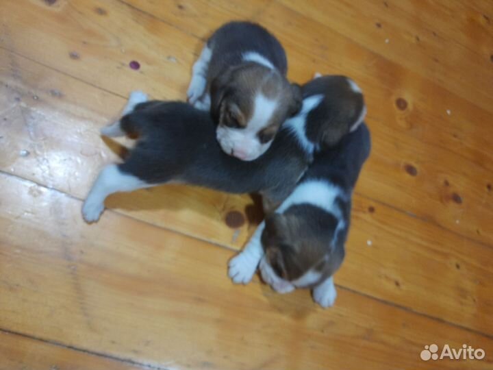 Щенки бигля