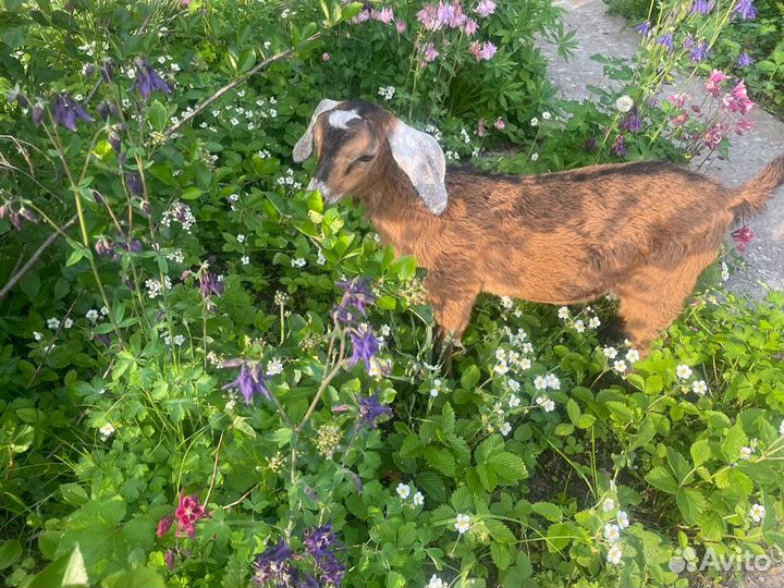 Молодой нубийский козлик