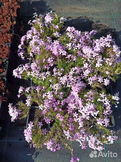 Рассада. Многолетние цветы, Растения из питомника