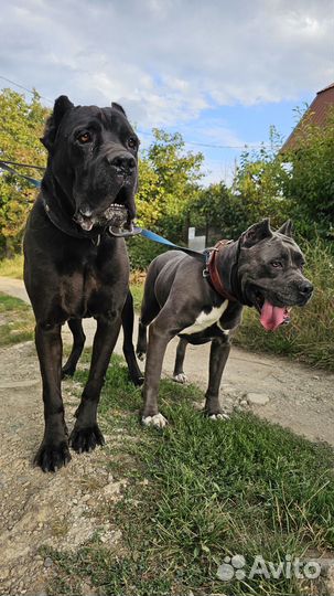 Кане корсо бесплатно в добрые руки