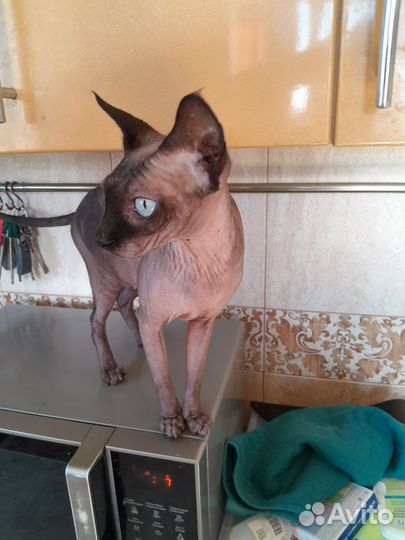 Канадский сфинкс кошечка девочка возраст 2 года