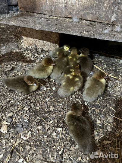 Утята индоутки