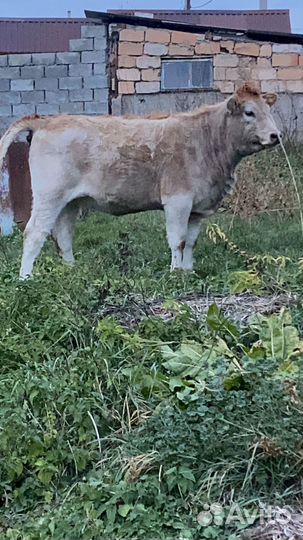 Тёлка с коровой
