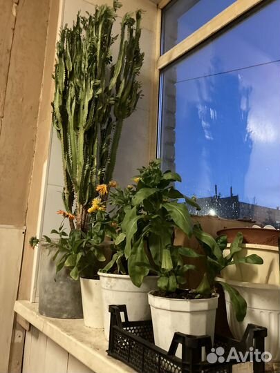 Молочай трехгранный