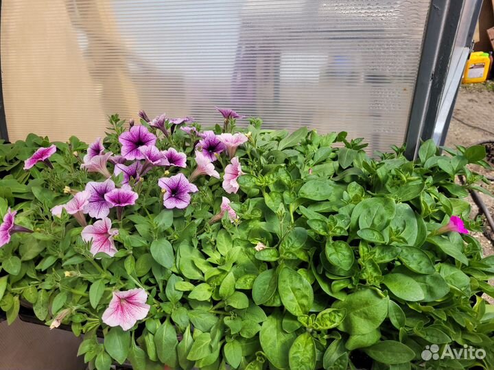 Петунья ампельная