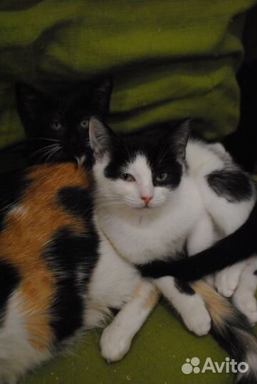 Котенок девочка из приюта