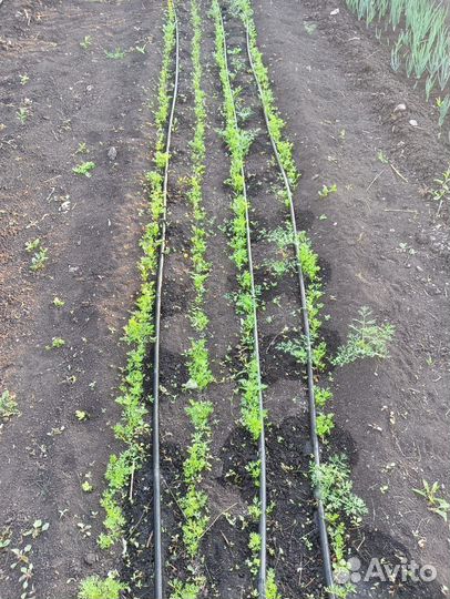 Капельный полив для теплиц