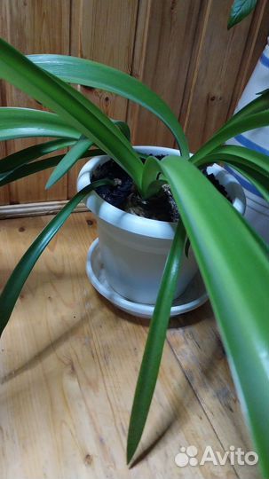 Гипераструм