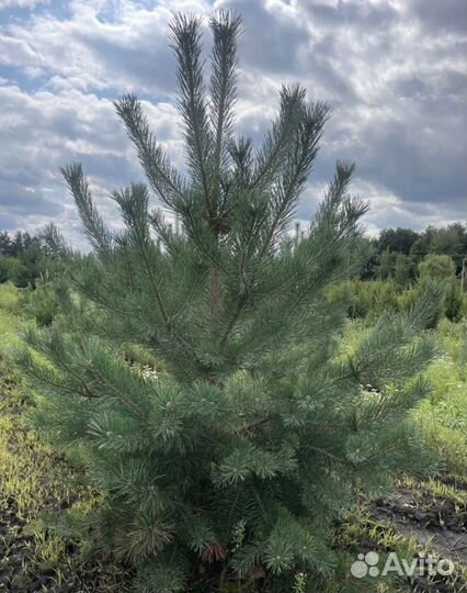 Сосна Саженцы На Осень
