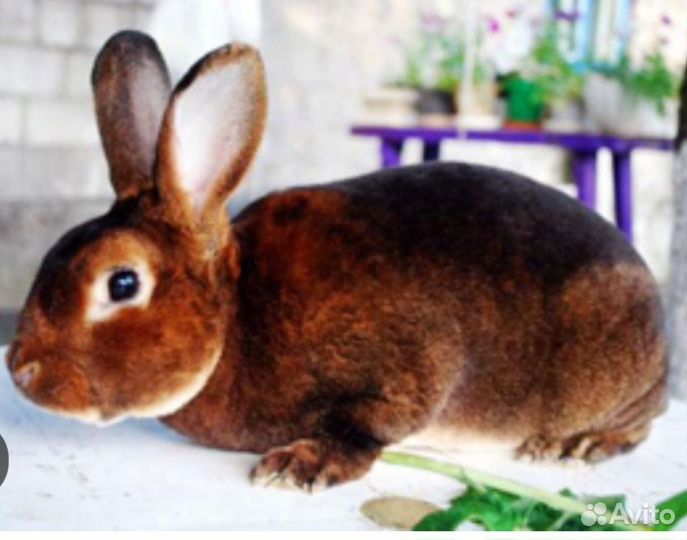 Кролики породы Рекс