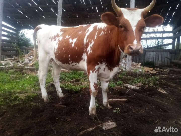 Нетель айширской породы 1.6 года