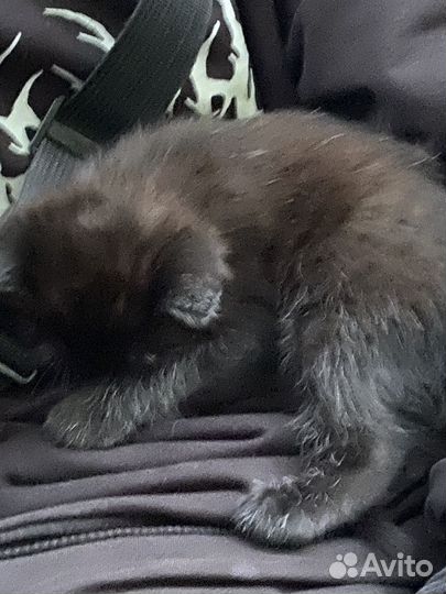 Отдам бесплатно котят