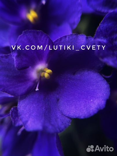 Сортовые фиалки + листики