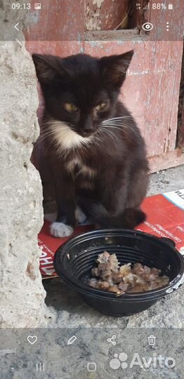 Кот