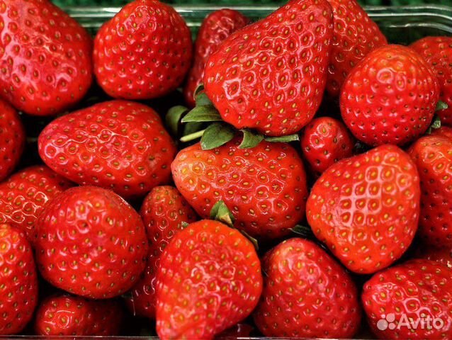 Рассада клубники Альба Альбион Клери Джоли Квики