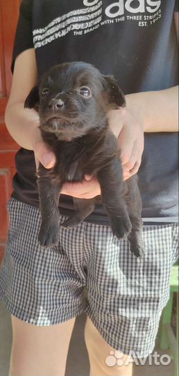 Отдам щенка в добрые руки остались 4 девочки