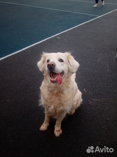 Передержка домашних животных