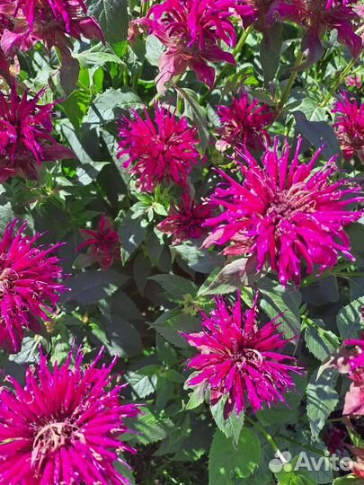 Лилейник,монарда розовая