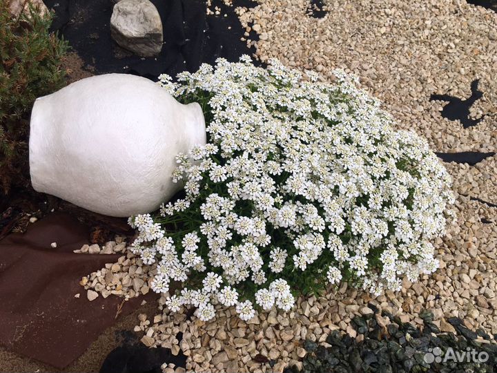 Многолетники