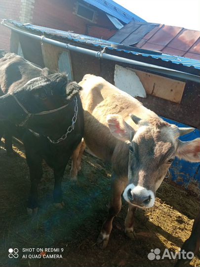 Корова нетель