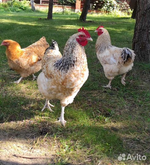 Петухи Нидерхайнер