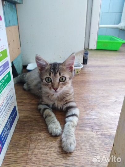 Котята ищут дом