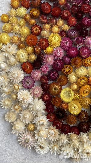 Гелихризум сухоцвет бессмертник