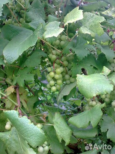 Продаю саженцы винограда