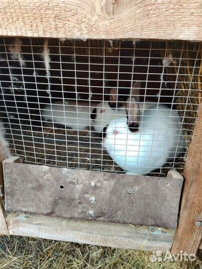 Калифорнийские кролики