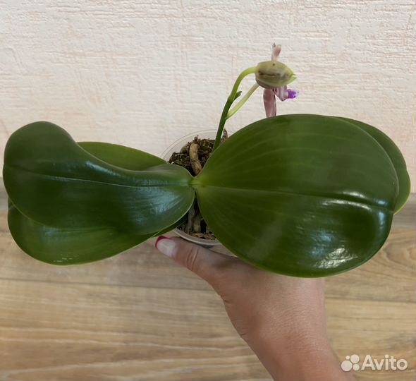 Орхидея фаленопсис ароматная