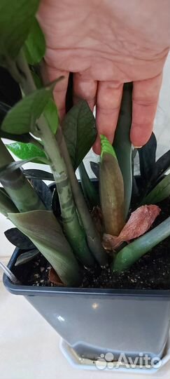 Замиакулькас Равен, черный Н-1 метр