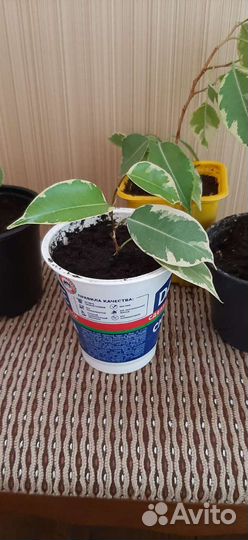 Фикус бенджамина