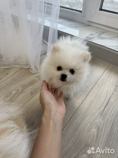 Щенки шпица