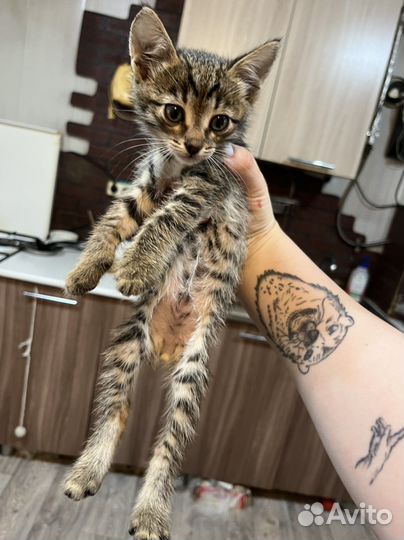 Котенок