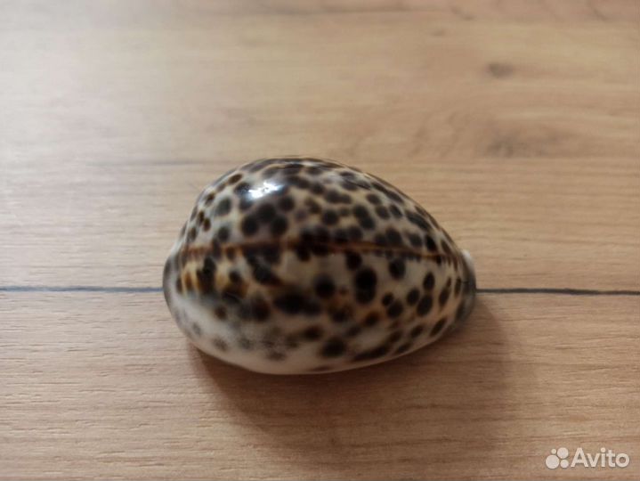 Морская раковина