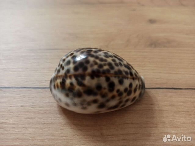 Морская раковина