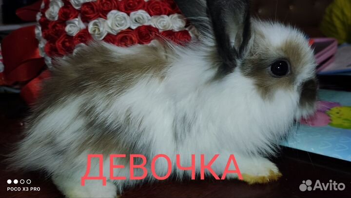 Декоративные кролики