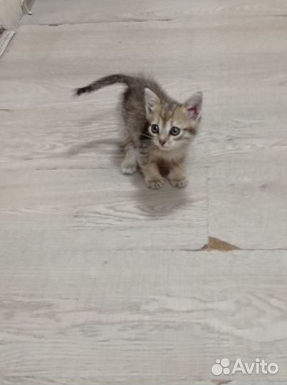 Котята в добрые руки бесплатно