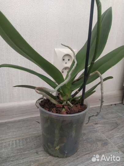 Орхидея фаленопсис Bowie